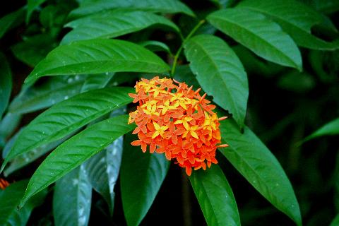 Goa Flowers - Download Goa Photos